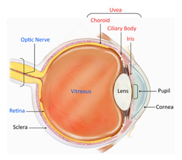 Uveitis Non Infectious